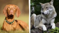 Varför vilda djur inte har hängande öron: Forskarnas förklaring kommer att överraska dig